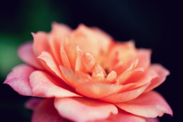 Rose flower macro shot