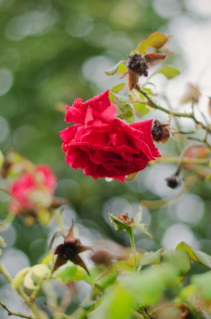 花の庭で、自然の背景にバラの花。赤、黄色のバラの花びらに雨が降る