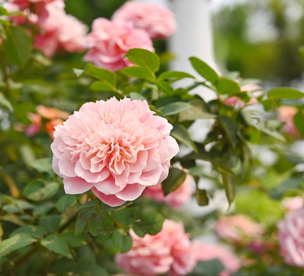 バラの花 オールド ローズ色のバラの花、自然のバラ園