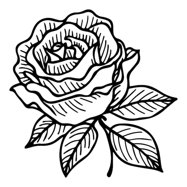 Photo rose flower outline vector