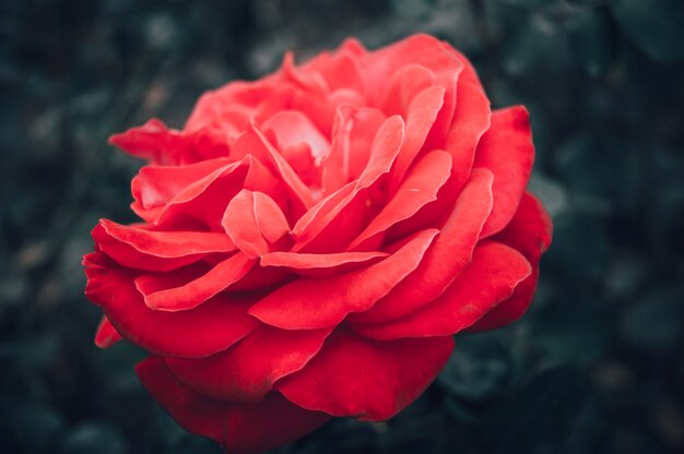 Rose flower in the park