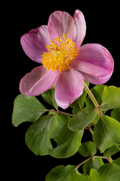 黒の背景に分離された牡丹 lat 芍薬のバラの花