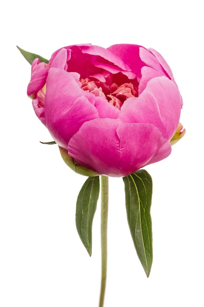 Rose flower of peony lat Paeonia isolated on white background