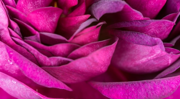 Photo rose flower petals close up