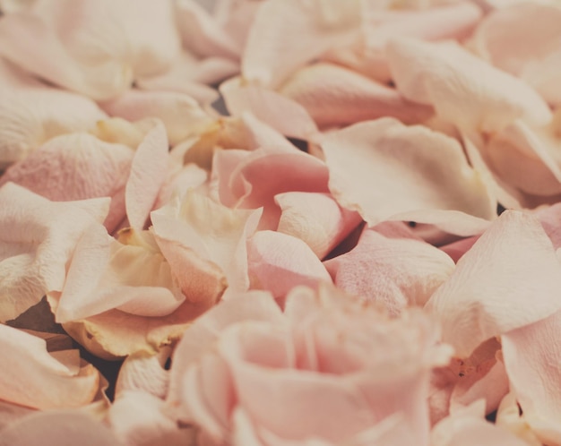 Rose flower petals on marble wedding holiday and floral garden styled concept