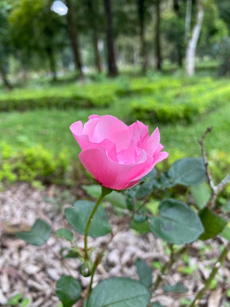 庭のバラの花の写真