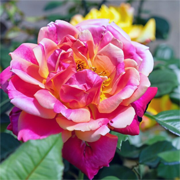 rose flower plant