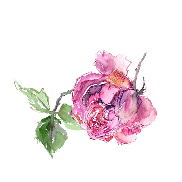 Rose flower on white background Watercolor floral painting Floral decor element for greeting card