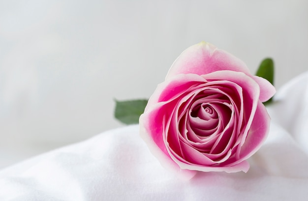 Rose flower on the white bed