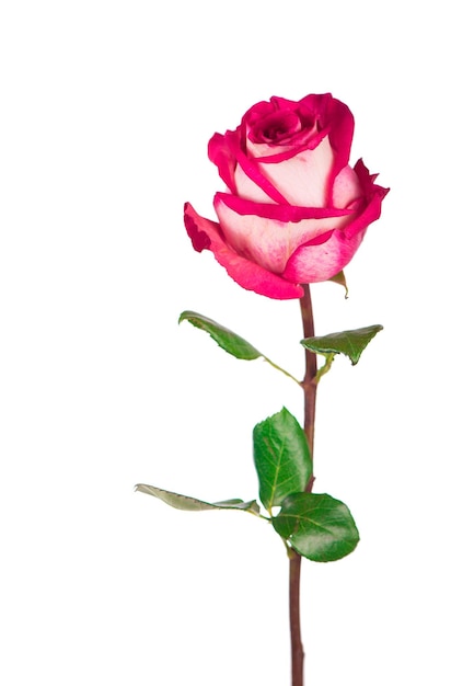 Rose flower with clipping path side view Beautiful single pink rose flower on stem with leaves isolated on white background Natur object for design to Valentines Day mothers day anniversary