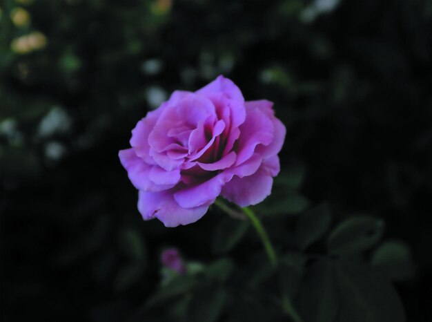 Photo rose - flower