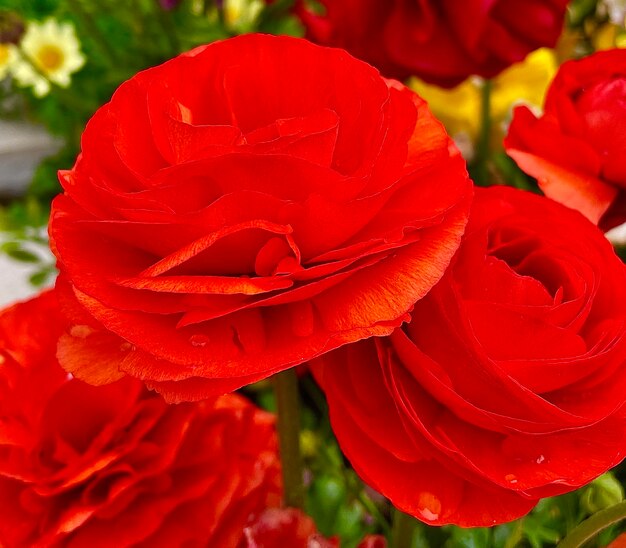 Rose - flower