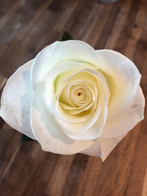 Rose - flower