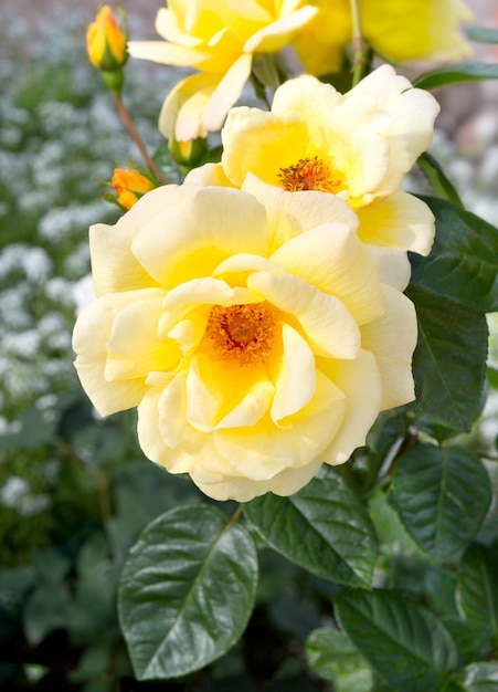 Foto fiore di rosa