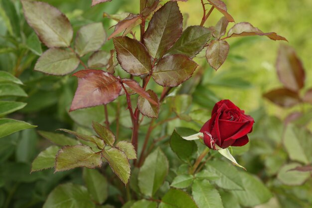 rose flower