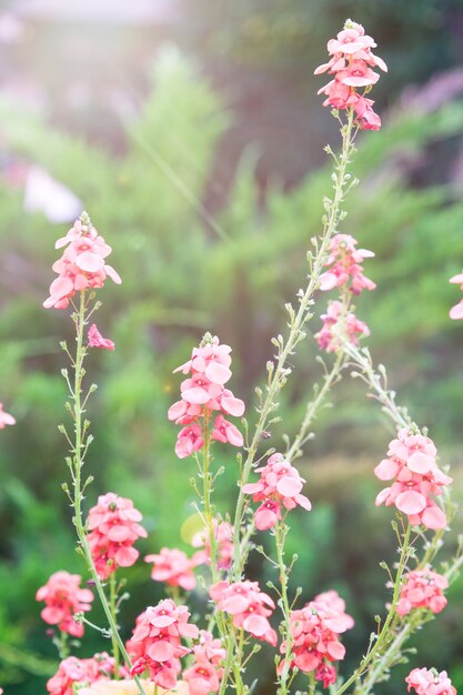 Rose flowers on background of trees and old houses gardening