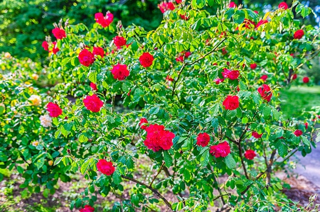 美しい選択的な焦点とボケ効果で晴れた日に緑の庭の背景にバラの花のクローズアップ