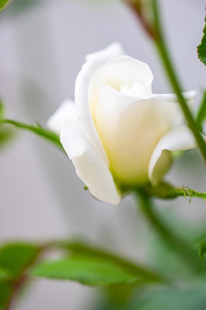 Rose flowers in the garden