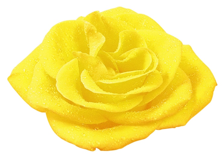 Photo rose flowers isolated over solid background clipart