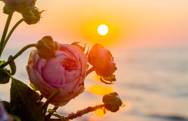 Photo rose flowers lying on sand of beach of sea shore coast at sunset dawn closeup blossoming blooming