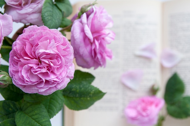 開いた聖書の背景にバラの花