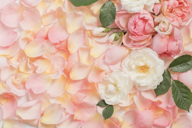 Rose flowers and petals background