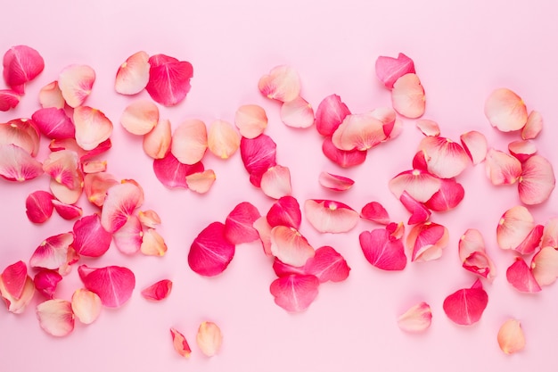 Photo rose flowers petals on pink