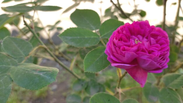 Photo rose flowers petals