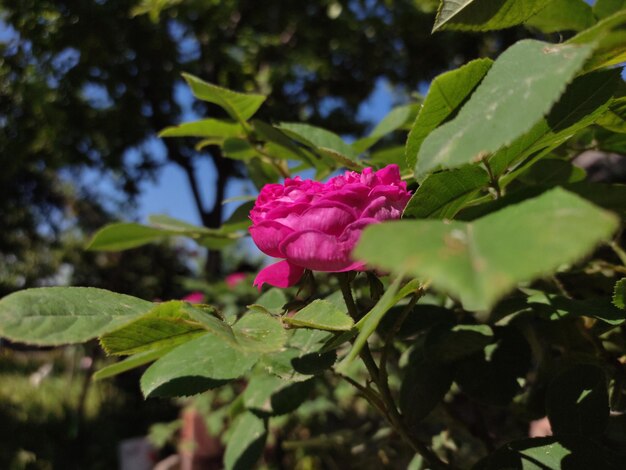 Rose flowers petals