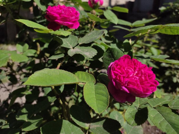 Rose flowers petals