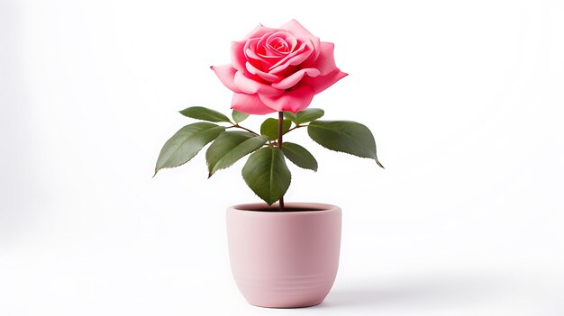 Foto fiori di rosa vaso per piante su sfondo bianco