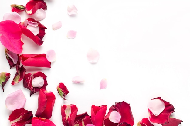 Rose flowers red and pink petals on white background