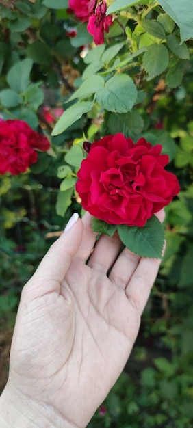 バラの花 赤いバラ 夏 赤い花 バラの花壇