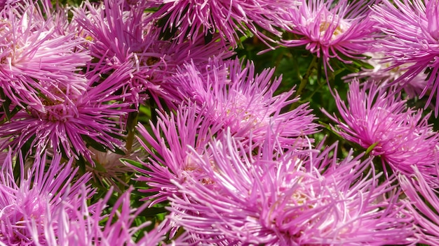 Photo rose garden asters