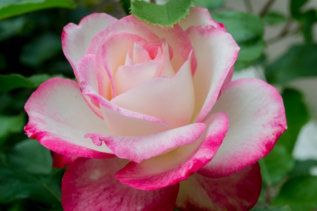 Rose in the garden close-up.