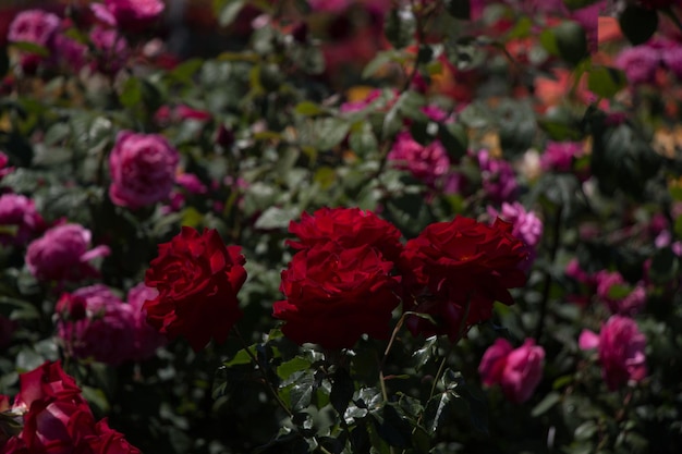 Фото Розовый сад, полный красивых свежих роз.