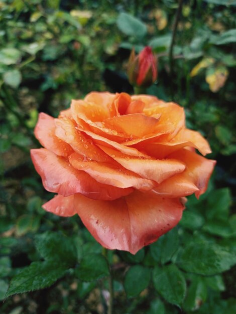 A rose in the garden of a house in the city of london.