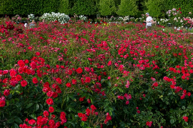 Rose garden in schoenbrunn palace park