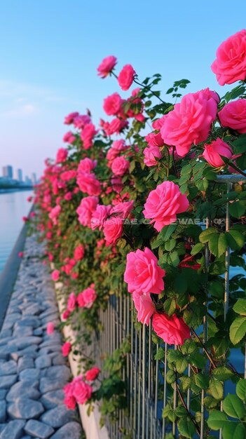 rose garden in spring