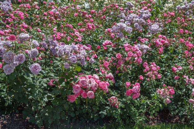 Rose garden with beautiful fresh roses