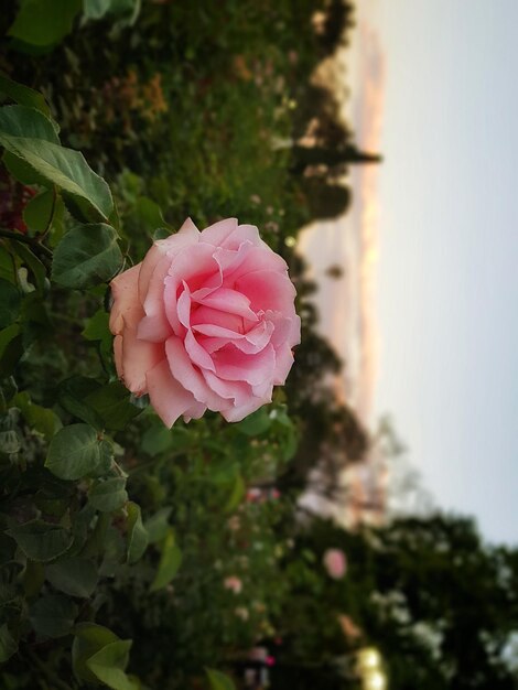 Photo rose garden with pink rose and sky in the background