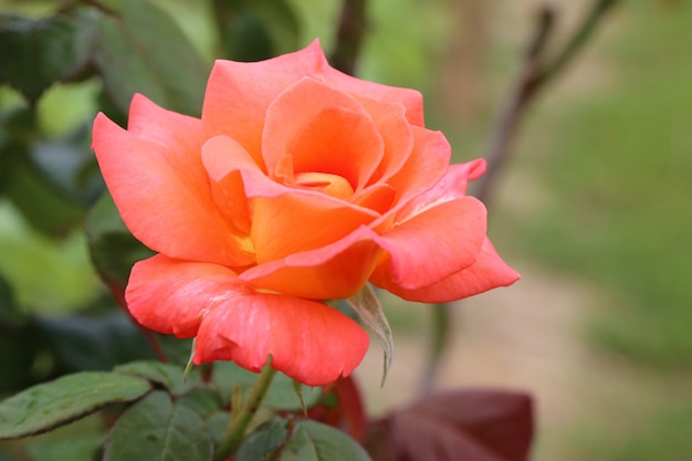 Rosa in giardino