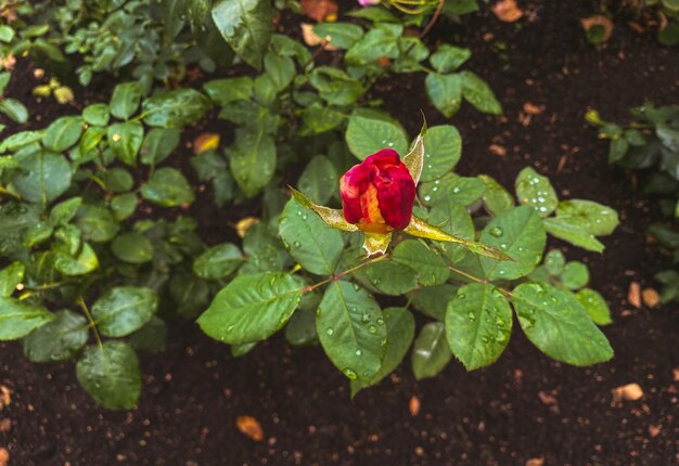 Rose in the garden