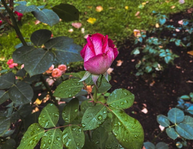 Rose in the garden