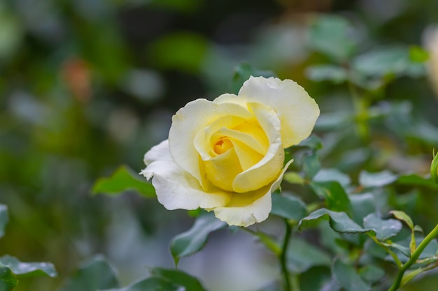 Rose in the gardenat Khun Wang, Chiang Mai, Thailand, 소프트 포커스 선택,