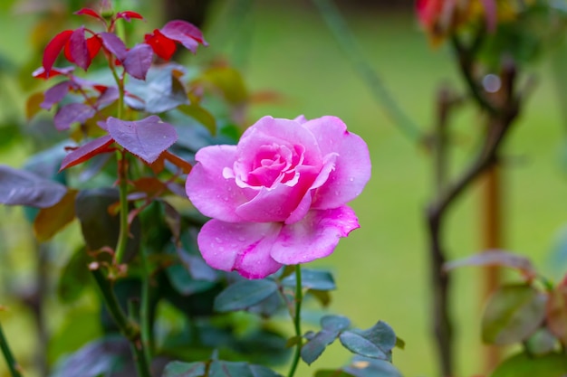 Rose in the gardenat Khun Wang, Chiang Mai, Thailand, 소프트 포커스 선택,