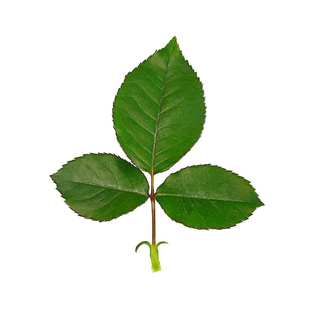 Photo rose green leaf on a white background. isolate