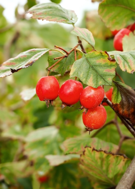 Rose hip berries hang on a branch in the garden