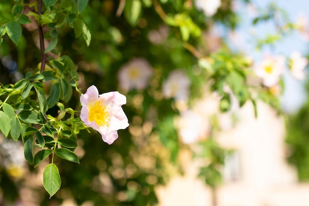 Rose hip branch with beautiful white flowers