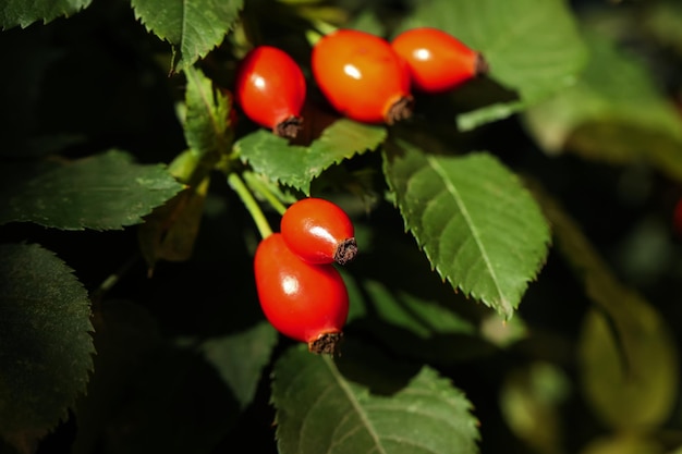Rose hip bush with ripe red berries outdoors closeup